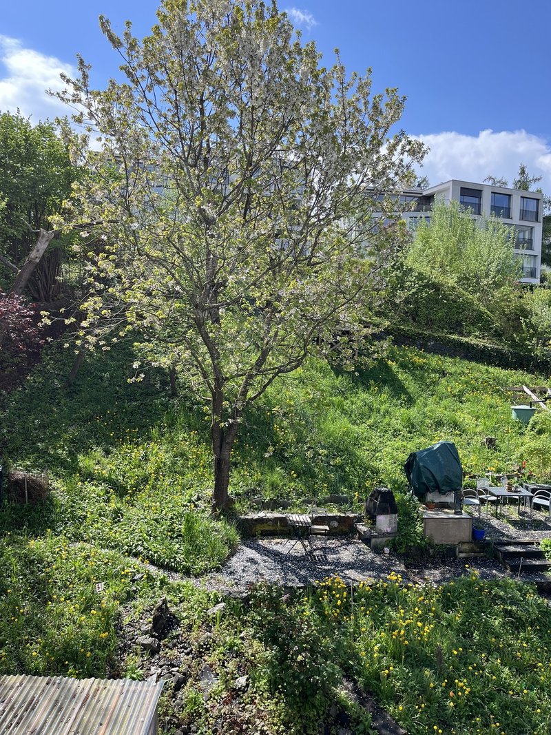 Foto 4 di Horgen
